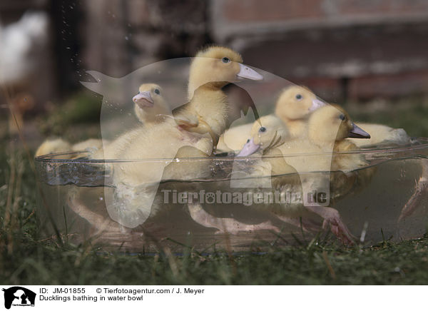 Ducklings bathing in water bowl / JM-01855