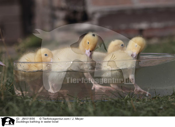 Ducklings bathing in water bowl / JM-01856