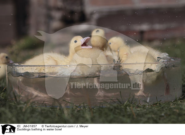 Ducklings bathing in water bowl / JM-01857