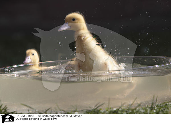 Ducklings bathing in water bowl / JM-01858