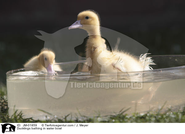 Ducklings bathing in water bowl / JM-01859