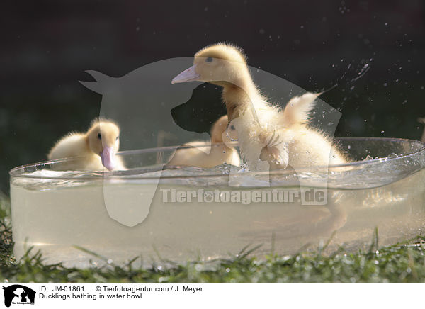 Ducklings bathing in water bowl / JM-01861