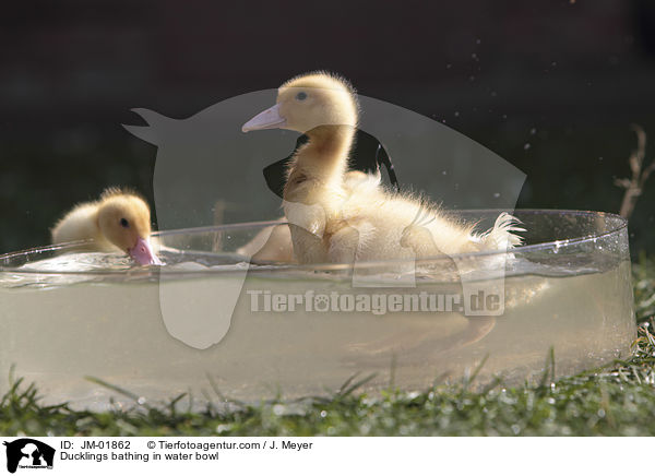 Ducklings bathing in water bowl / JM-01862
