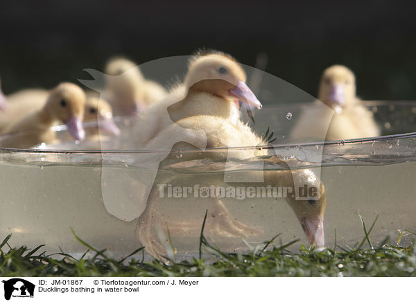 Ducklings bathing in water bowl / JM-01867