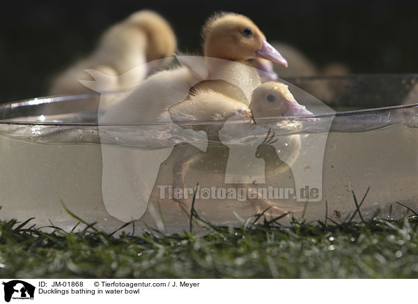 Ducklings bathing in water bowl / JM-01868