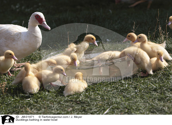 Ducklings bathing in water bowl / JM-01871