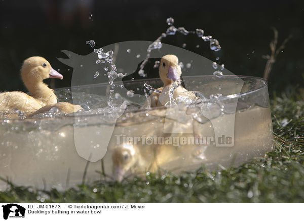 Ducklings bathing in water bowl / JM-01873