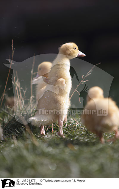 Muscovy Ducklings / JM-01877