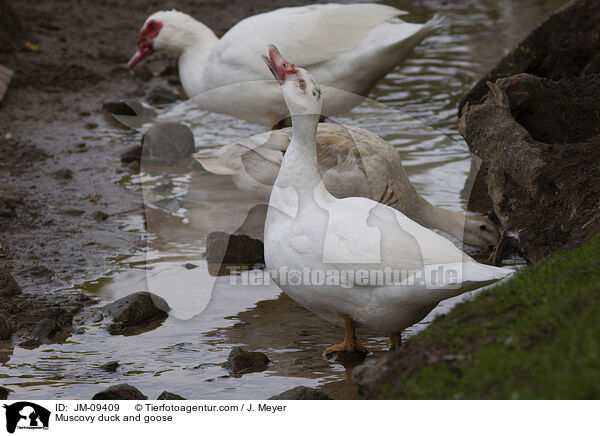 Muscovy duck and goose / JM-09409