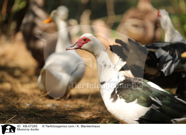 Warzenenten / Muscovy ducks / KB-07285