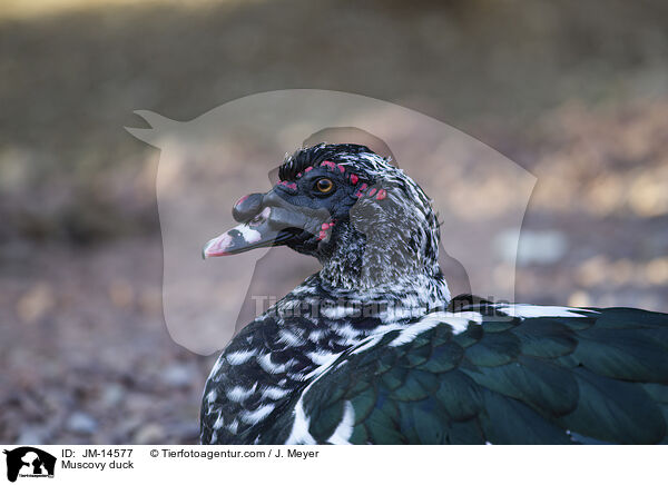 Warzenente / Muscovy duck / JM-14577