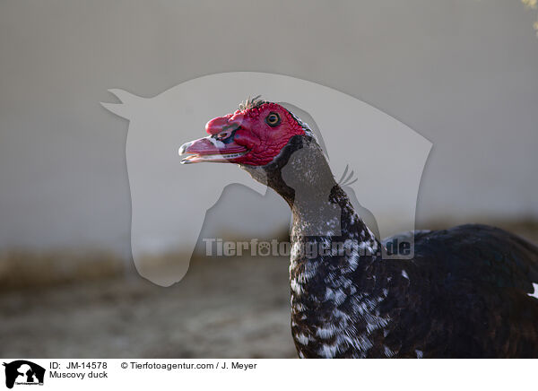 Muscovy duck / JM-14578