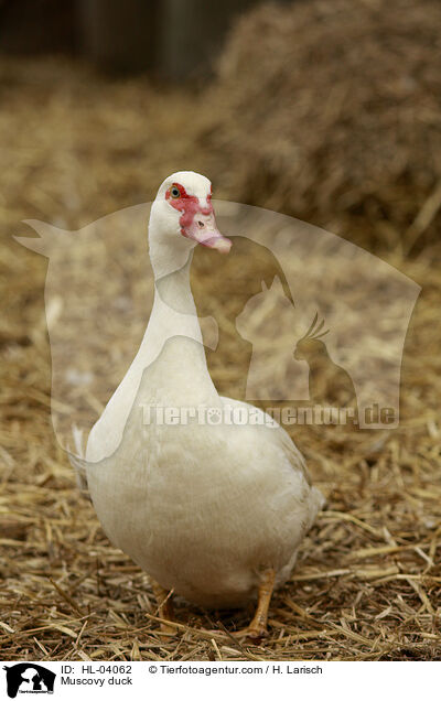 Warzenente / Muscovy duck / HL-04062