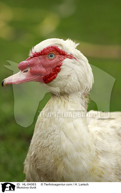 Warzenente / Muscovy duck / HL-04063