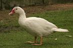 Muscovy duck