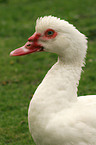 Muscovy duck