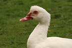 Muscovy duck