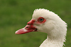 Muscovy duck