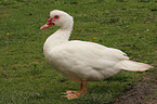 Muscovy duck