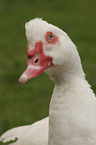 Muscovy duck