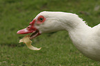 Muscovy duck