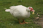 Muscovy duck