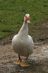 Muscovy duck