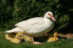 Muscovy ducks