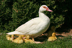 Muscovy ducks