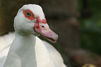 Muscovy duck