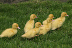 Muscovy duck fledglings