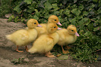 Muscovy duck fledglings