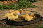 Muscovy duck fledglings