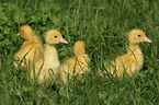 Muscovy duck fledglings