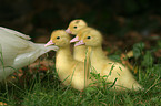 Muscovy duck fledglings