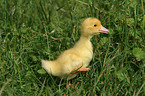 Muscovy duck fledgling