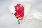 Muscovy duck