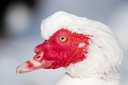 Muscovy duck