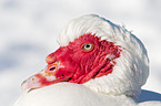 Muscovy duck