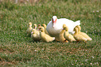 Muscovy ducks