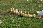 young Muscovy ducks