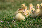 young Muscovy ducks