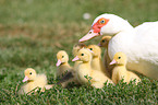 Muscovy ducks