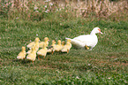 Muscovy ducks