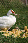 Muscovy ducks