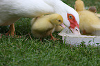 Muscovy ducks