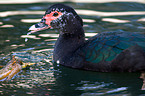 Muscovy duck