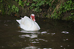 Muscovy duck