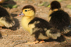 young Muscovy duck