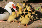 Muscovy ducks